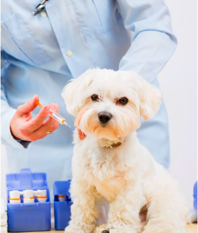 Medical polymer materials PP disposable syringe