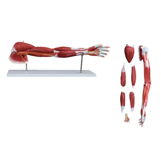 Upper Limb Muscle Arm Anatomy Model Detachable Arm Anatomical Model