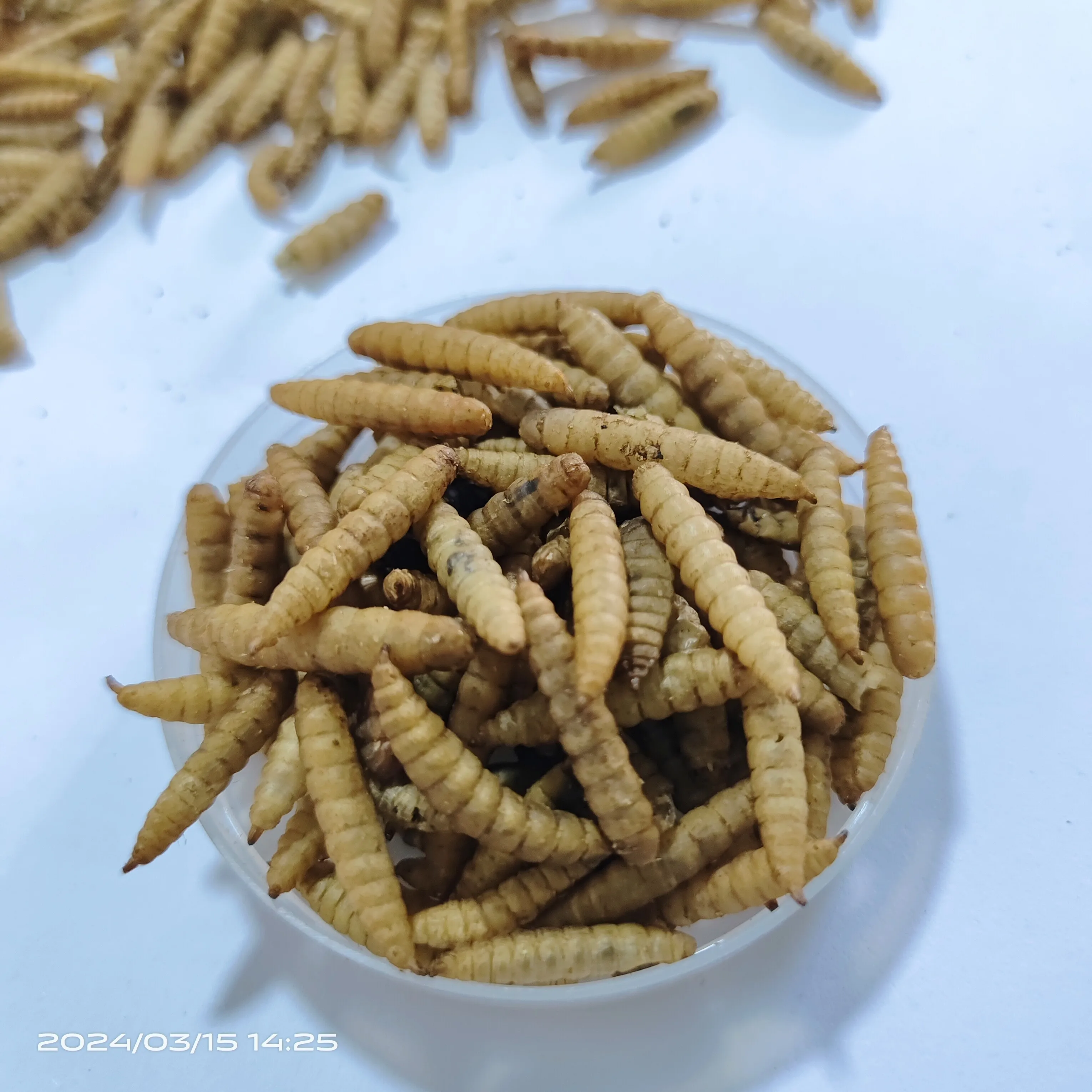 Freeze dried Mealworm black soldier fly larvae with high fat and high protein for fish, birds and small animals