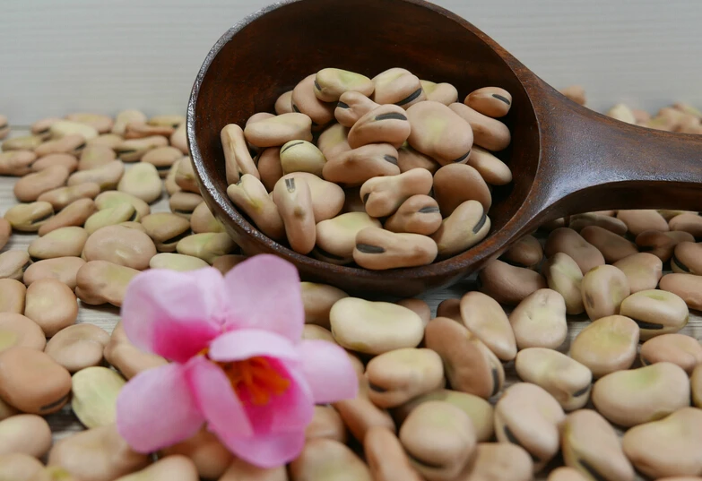 
New crop 2020 high quality of Faba beans 