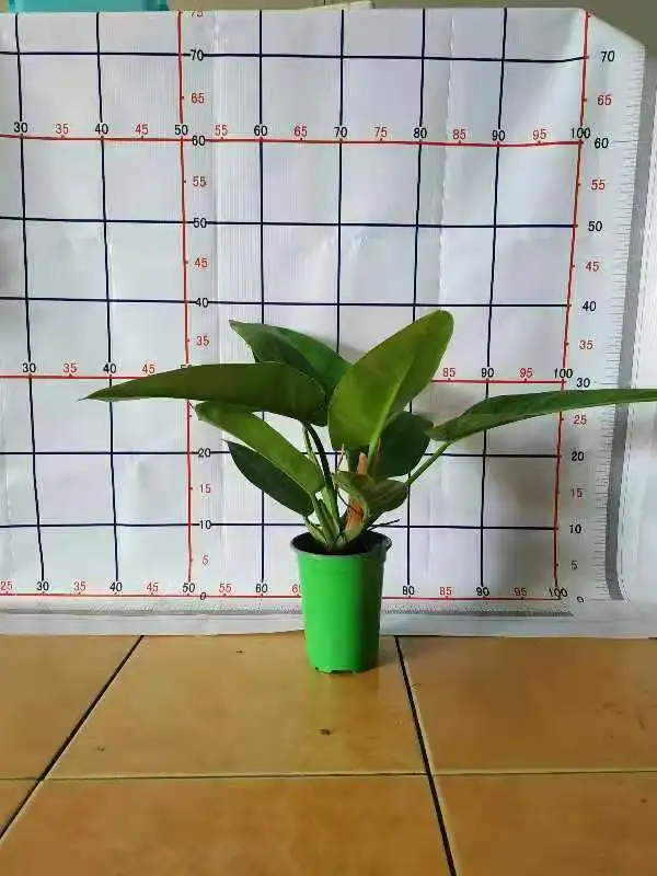  Органическое зеленое Изумрудное растение Philodendron