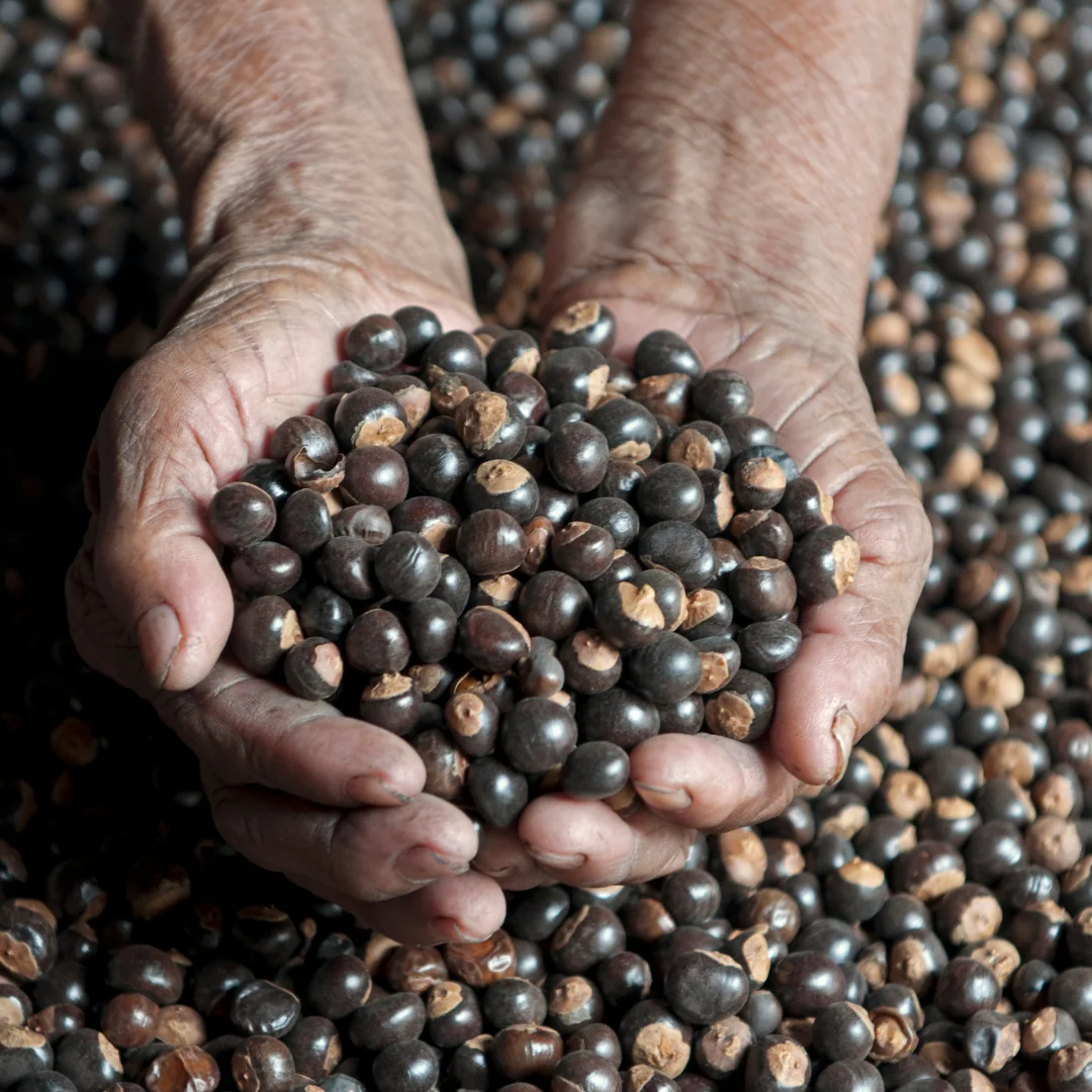Sun-dried Guarana Seed Natural Energy Source Nutrient Dense Brazilian Amazonian Organic Guarana Powder