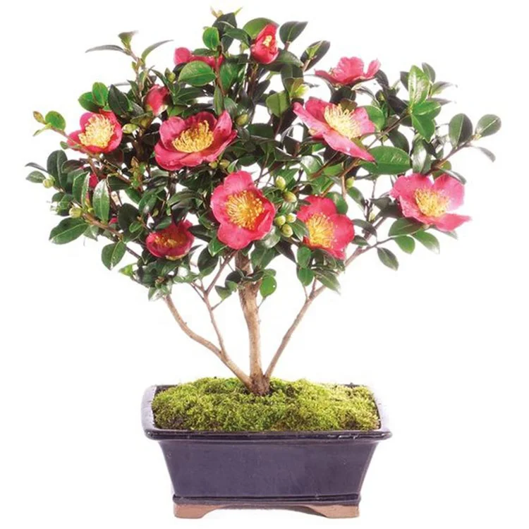 
New Style Hot Selling Bonsai Flower Camellia Sinensis Seeds 
