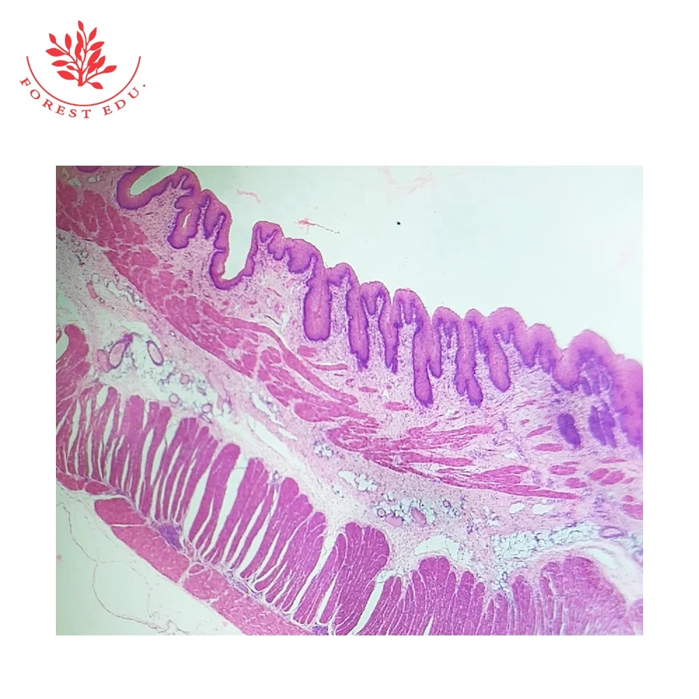 3 Human histology slides.jpg