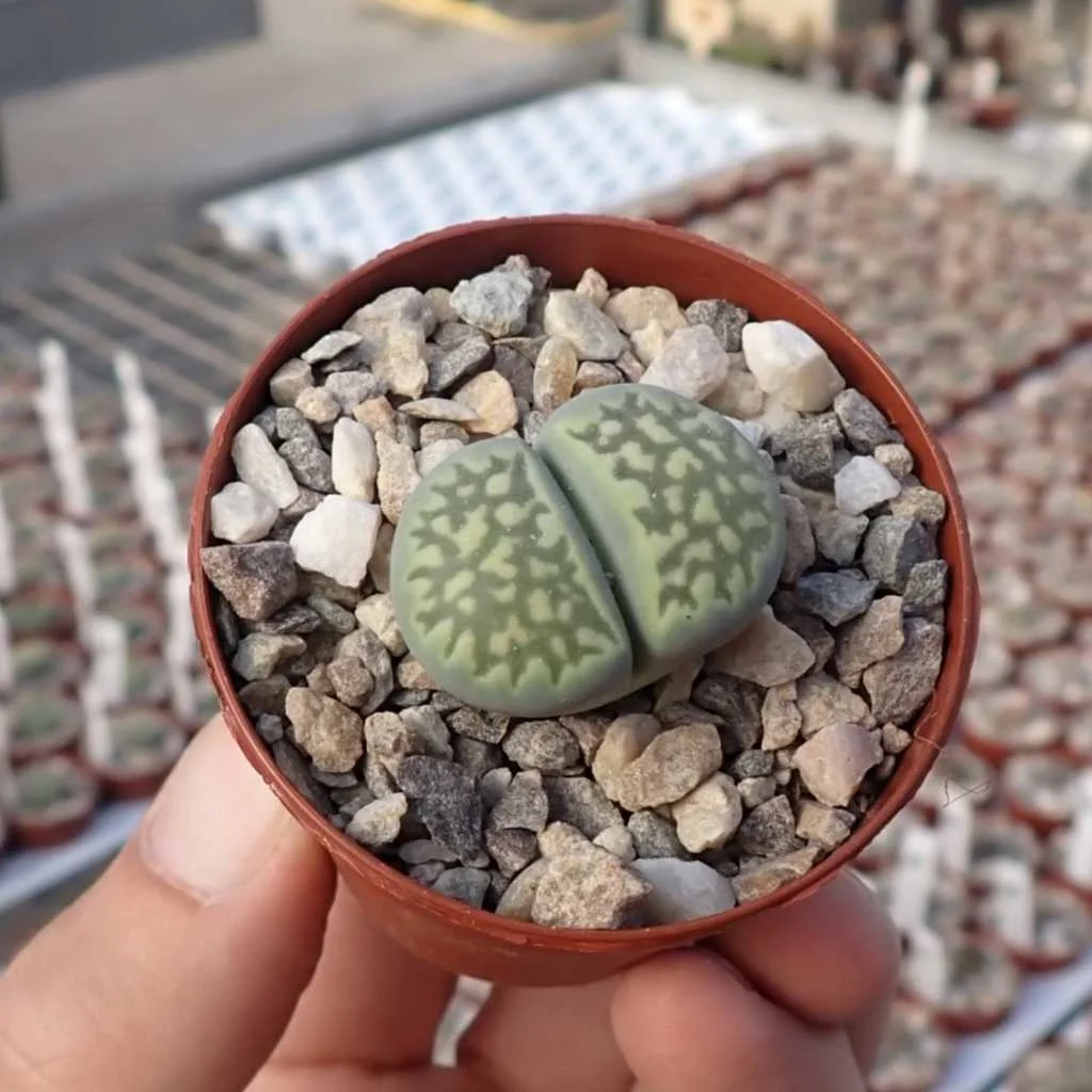 Low moq sale living stone natural succulent plant Lithops julii subsp