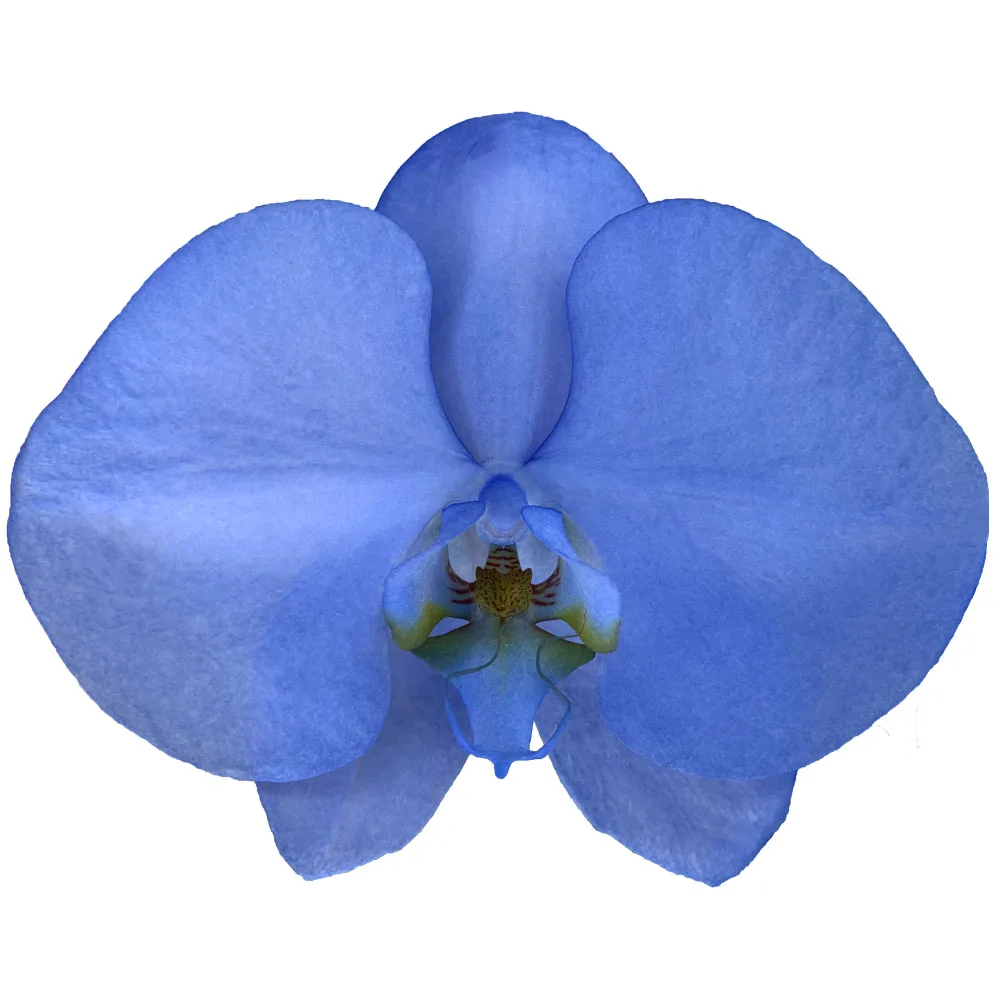 Customizable Designed Penguin Blue Phalaenopsis Fresh Cut Flowers Phalaenopsis