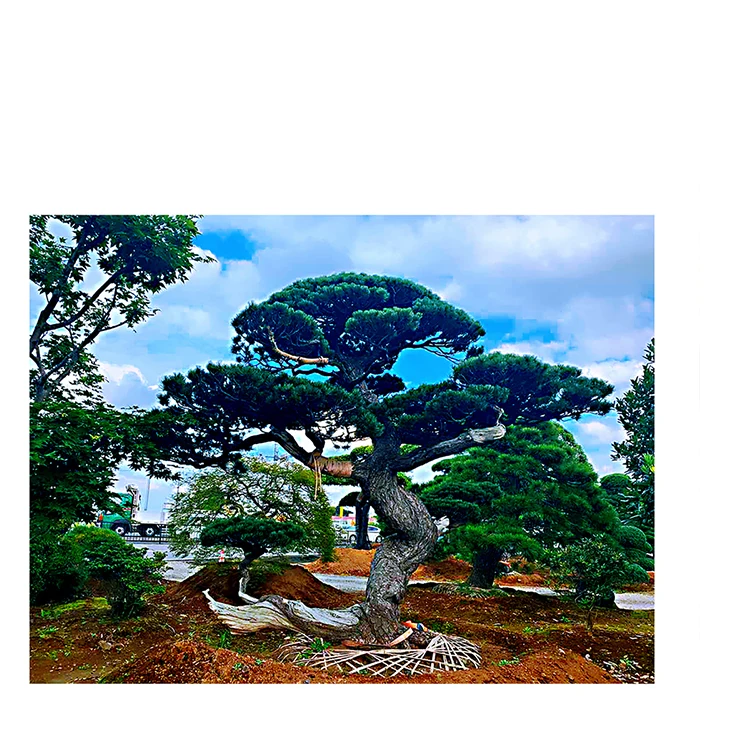 
Japan Maple Tree Real Bonsai For Sale Easy To Grow Even For Beginners 