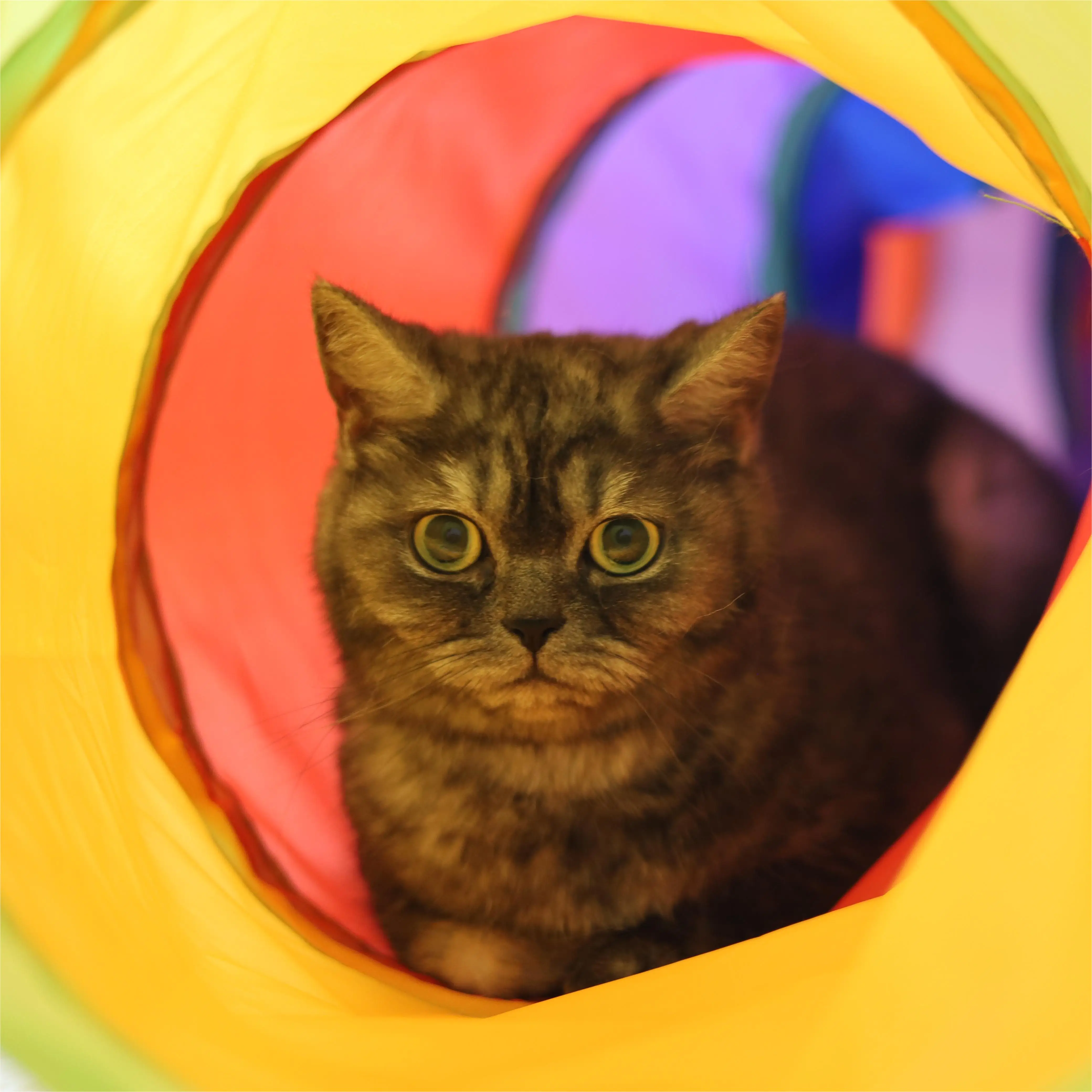 Wholesale Rainbow S Cat Tunnel Three piece Set Interactive Pet Tunnel
