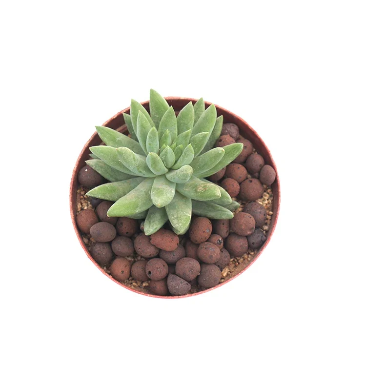 Eco-Friendly Lightweight Expanded Clay 8-14mm clay balls LECA for planting or gardening water absorption