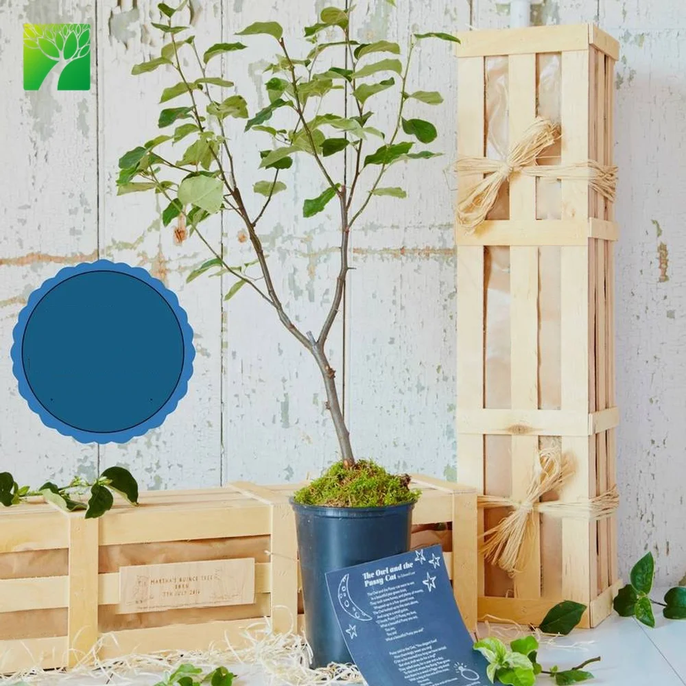 Праздничные подарки, саженцы Совы и кота для крещения с подарочным ящиком