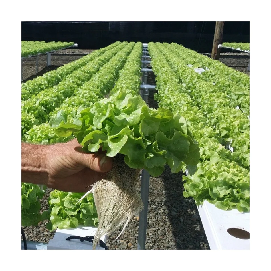 Hydroponic Nft System Vertical Hydroponic Growing System PVC Pipe for Lettuce Strawberry