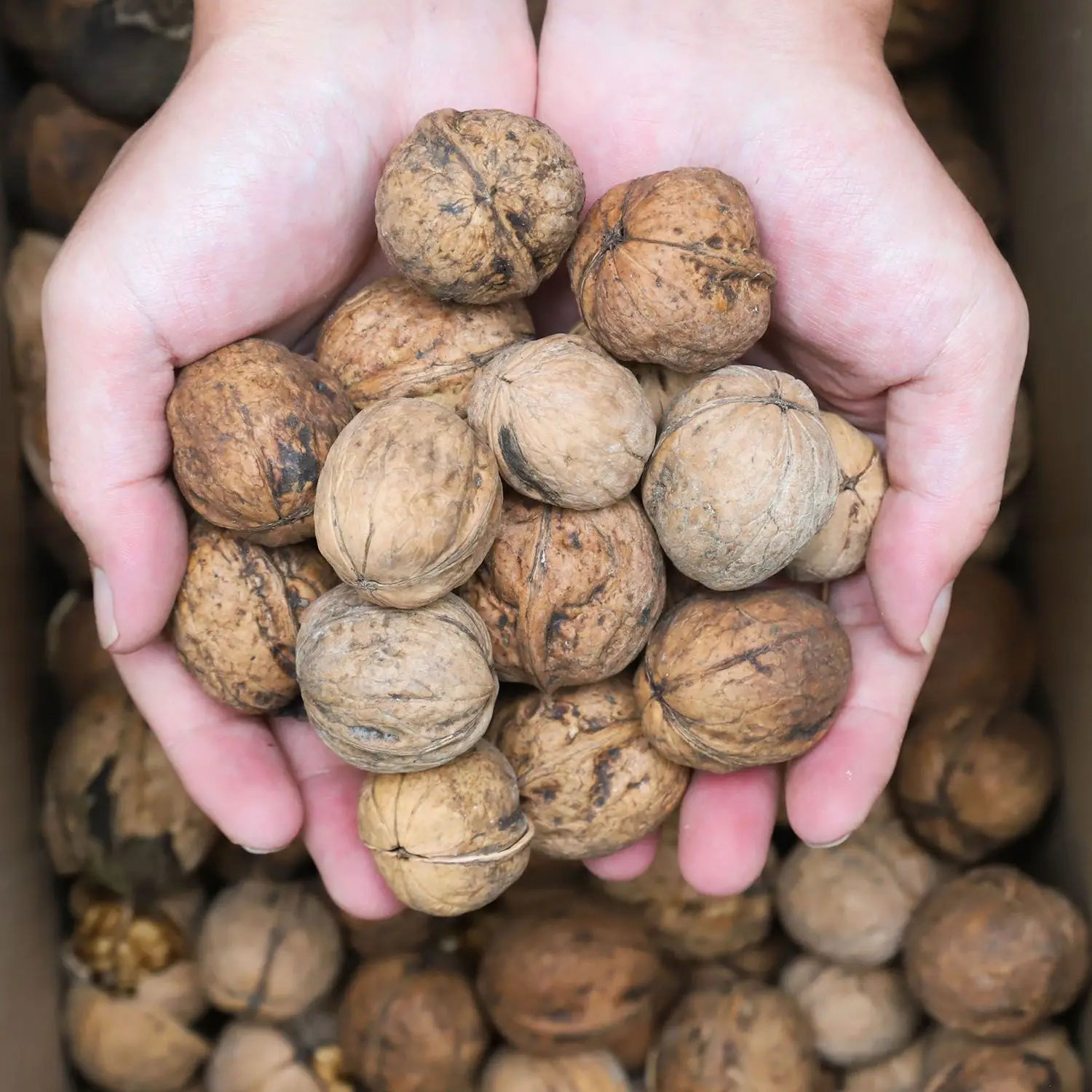 Excellent quality Thin-skin Raw Walnut with shell in bulk wholesale