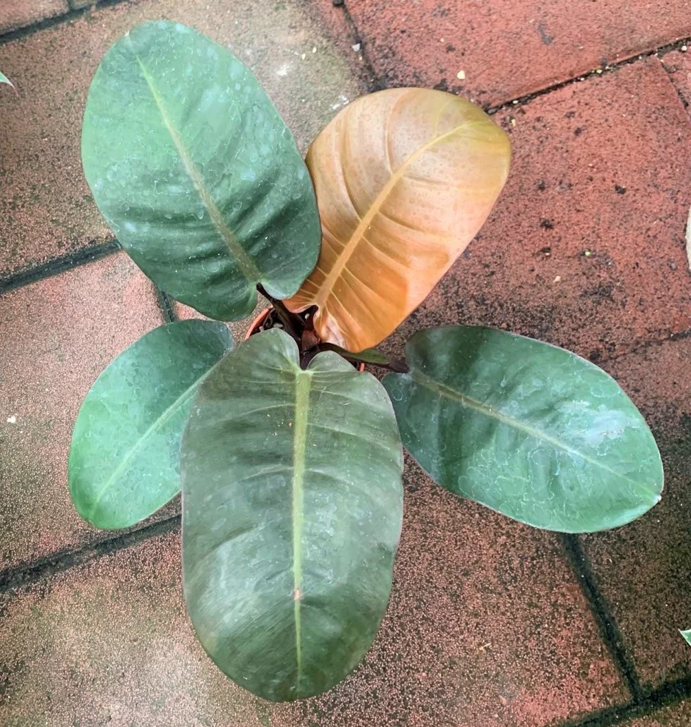 Оптом Популярные ins красивые Philodendron черные алмазные декоративные живые настоящие растения бонсай Листва завод