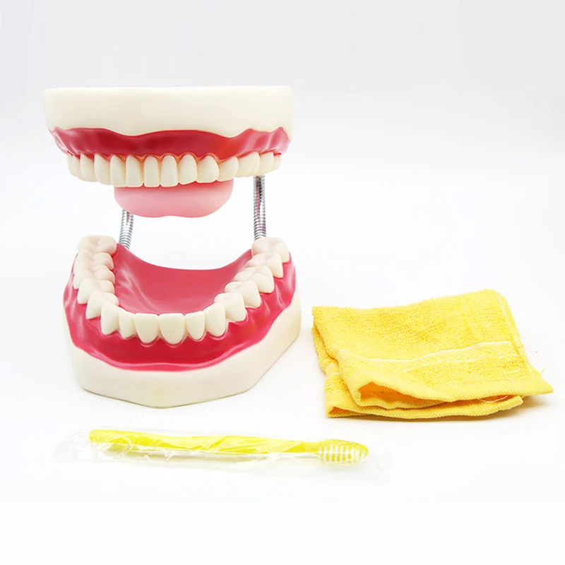 Медицинская обучающая Стоматологическая модель обучающая модель детских зубов для чистки зубов