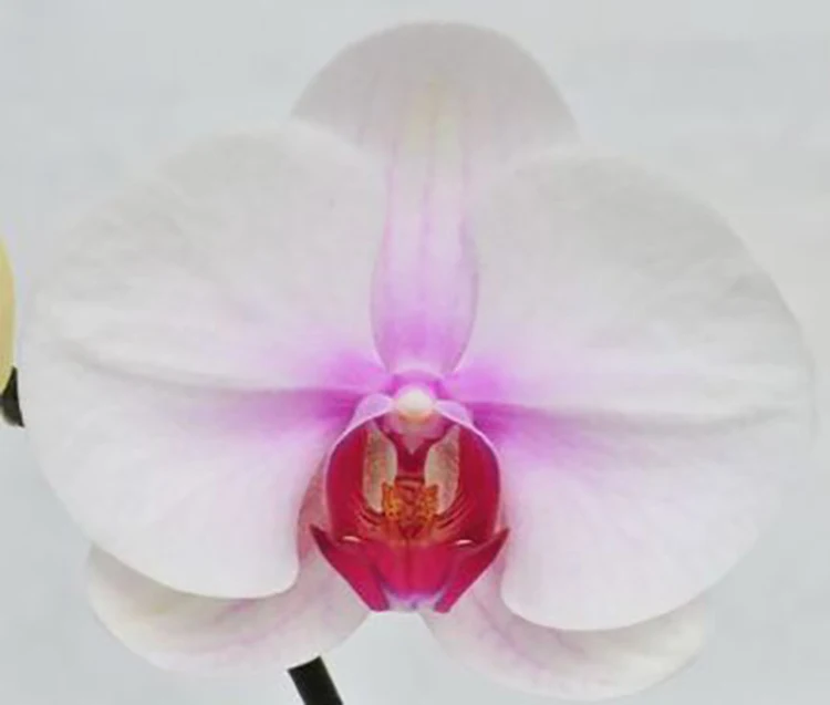 
live phalaenopsis orchid plants for wholesale 