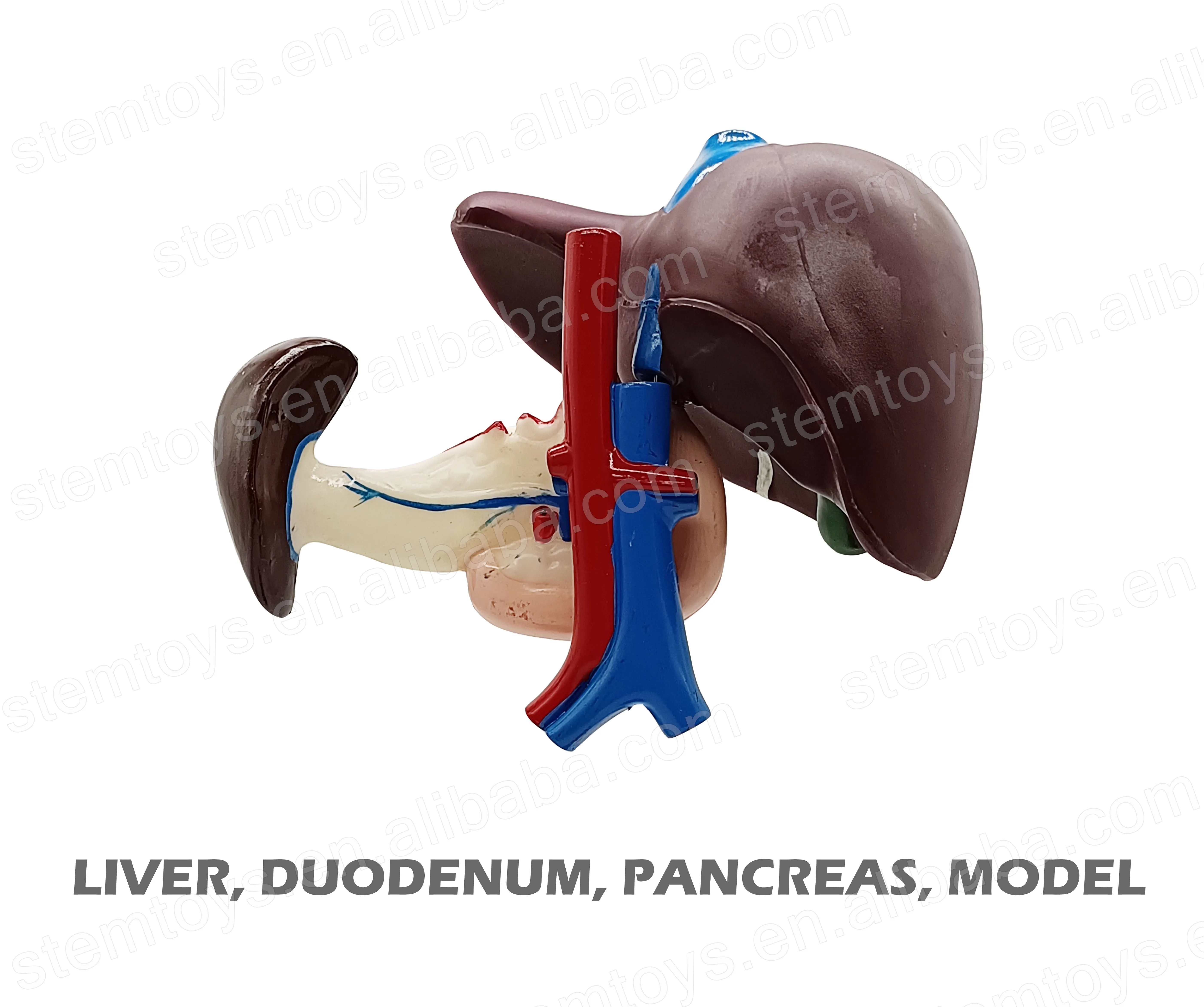 Anatomy Human Hepato-Duodeno-Pancreatic Model Junior Middle School Biological Human Visceral Teaching STEM Educational Model