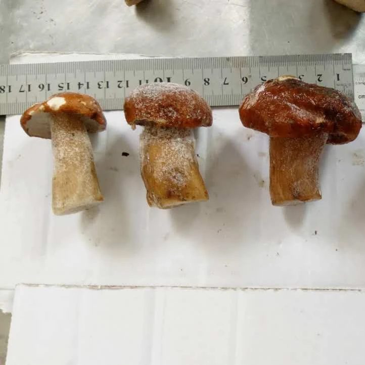 
Sinocharm BRC-A approved 2020 New Crop 2 - 4 cm / 4 - 6 cm Frozen Boletus Edulis 