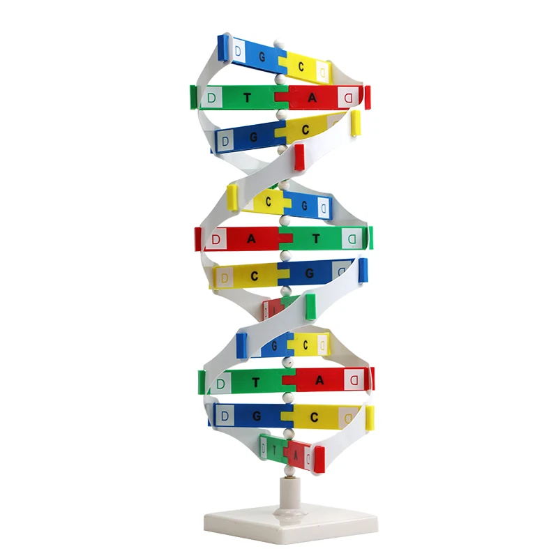 Medical science teaching science and biology education DNA molecule structure model