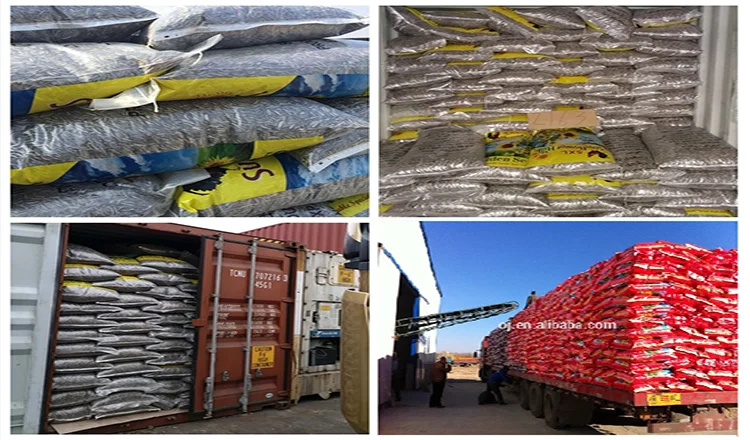 Chinese sunflower seeds 170-180 big size sunflower seeds T6