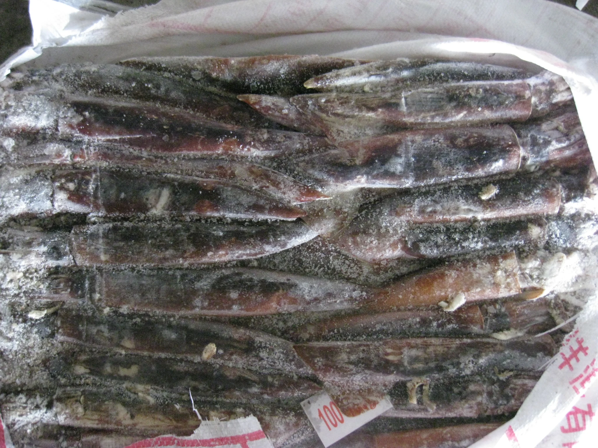 Seafood Supplier  Frozen Illex Argentina Squid 200-300g