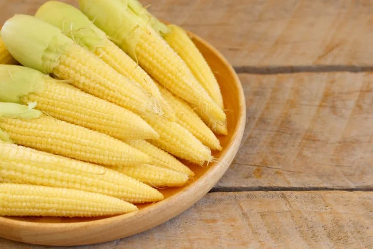 KWS Best price canned baby corn young corn in water