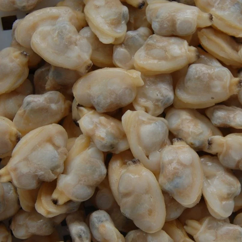 
Frozen Shellfish Wholesaler Export All Specifications Clean Cooked Baby Clam 