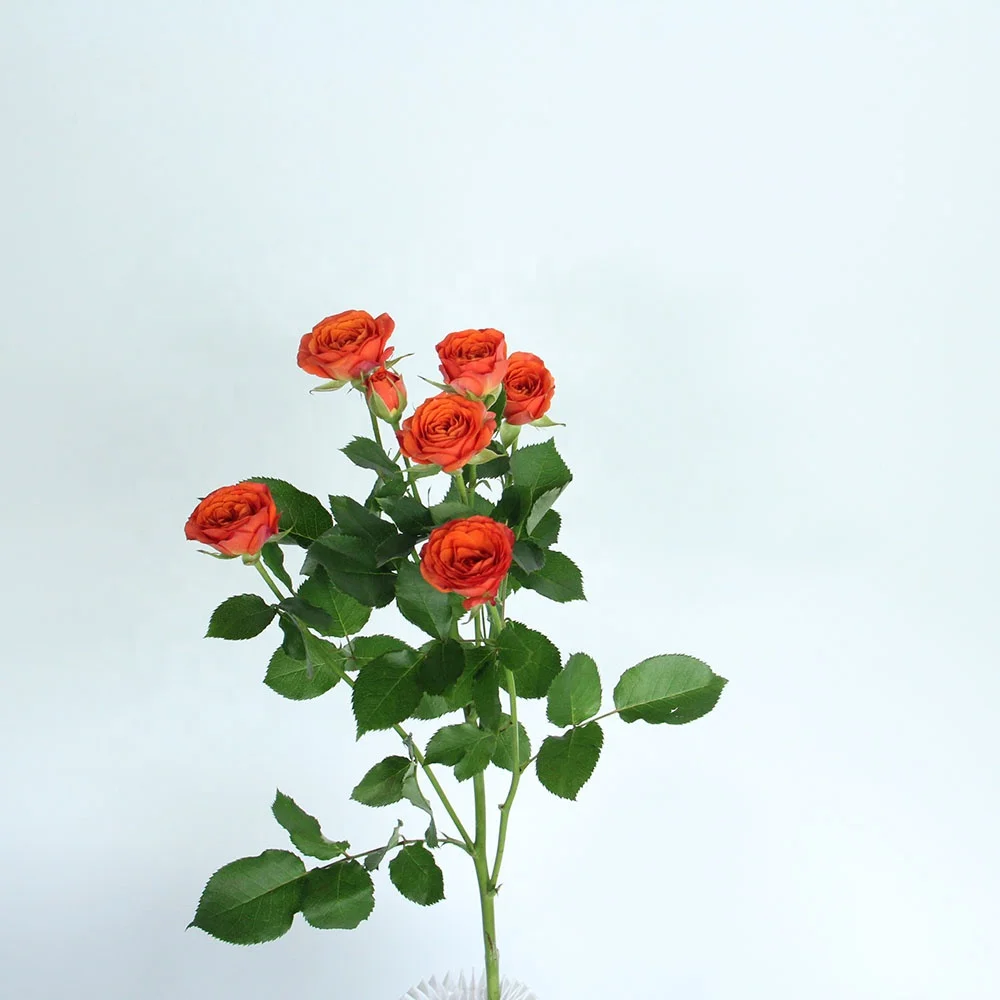 Competitive Price  Fresh Cut Flowers Spray Head Roses 10 stems  Orange Barbie for Home Valentine Flower Arrangement Decoration