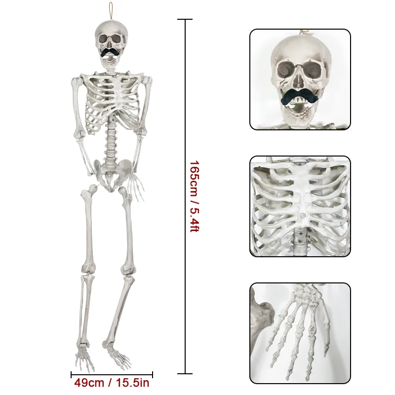 Flexible Life Size 165CM Anatomy Plastic Halloween Human Skeleton For Sale