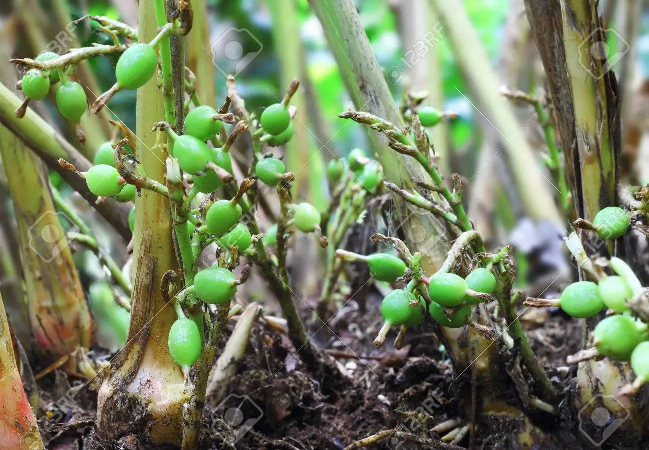 Pure Cardamom Essential Oil Organic get Pure Natural Oil from Direct Manufacturer of Essential Oil in Bulk for Diffuser