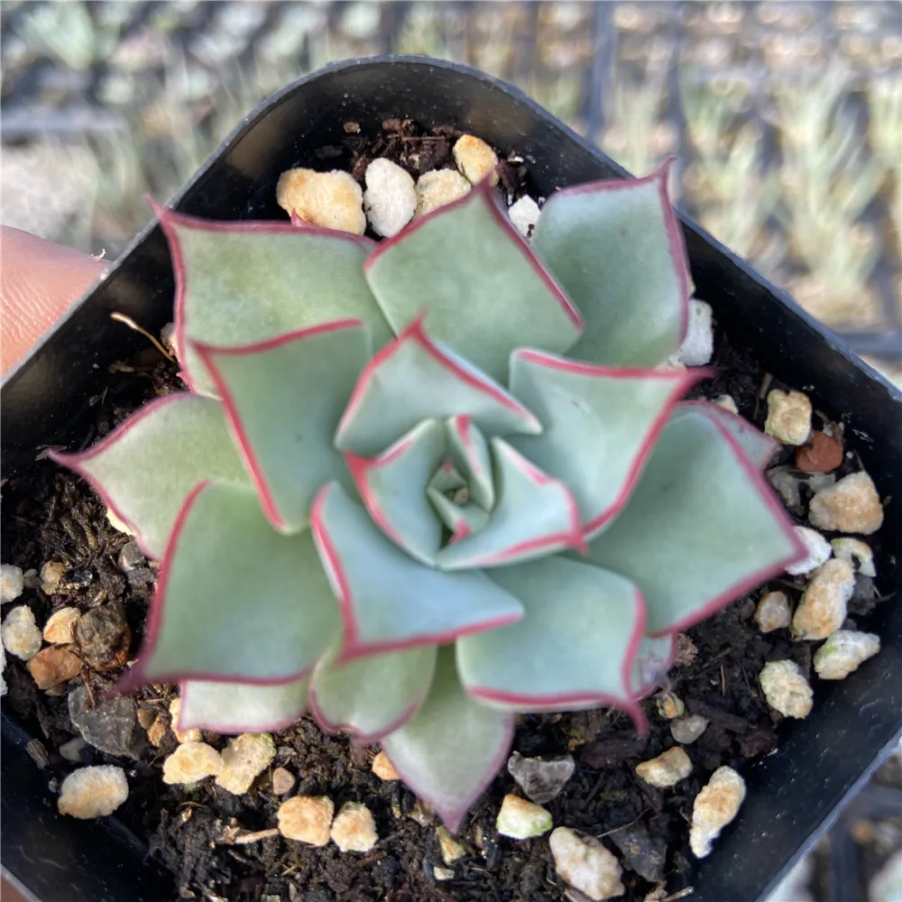 
Hot Sale About5cm Gray Living Plants Succulents Live Plants Set Natural Fresh for Indoor Outdoor Bonsai Plants 