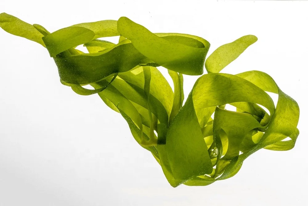 New salted wakame/fresh seaweed wakame for