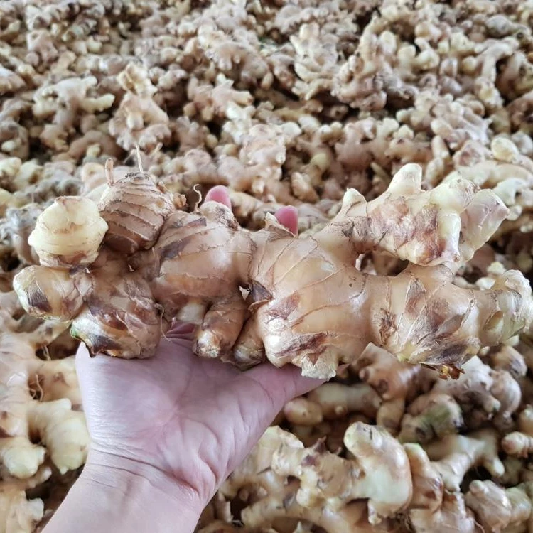 
Wholesaler fresh ginger 2020 