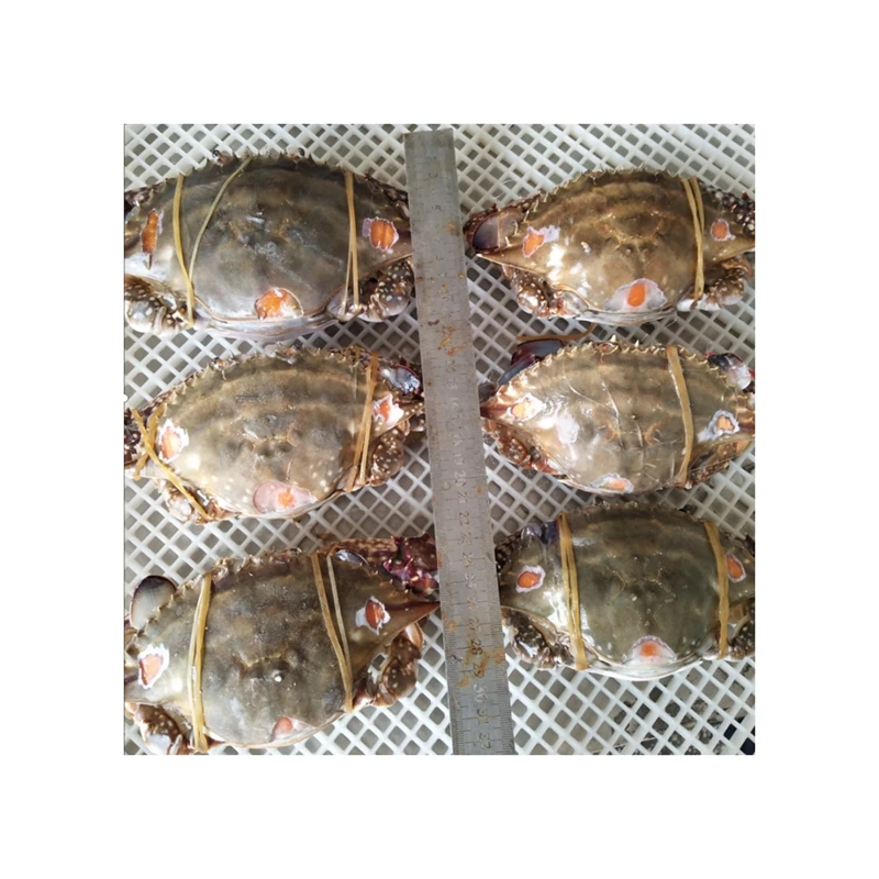 Grade I Cream Crab Seafood Products Delicious Swimming Crab With Roe