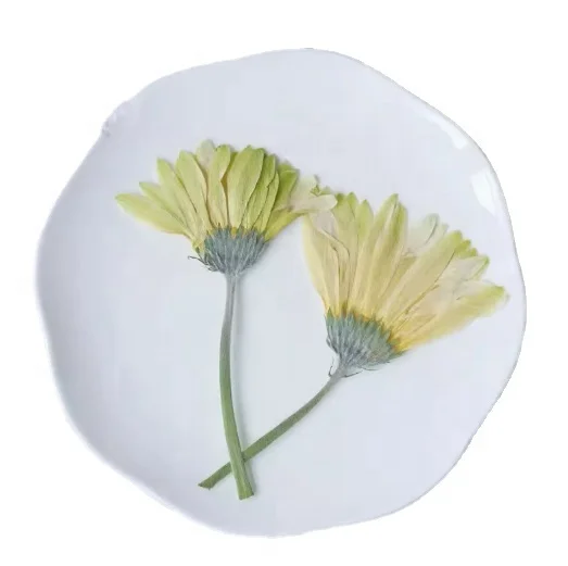 Barberton Daisy Side Pressed With Branch DIY  Making Natural Plant Eco-friendly Dried Pressed Flower