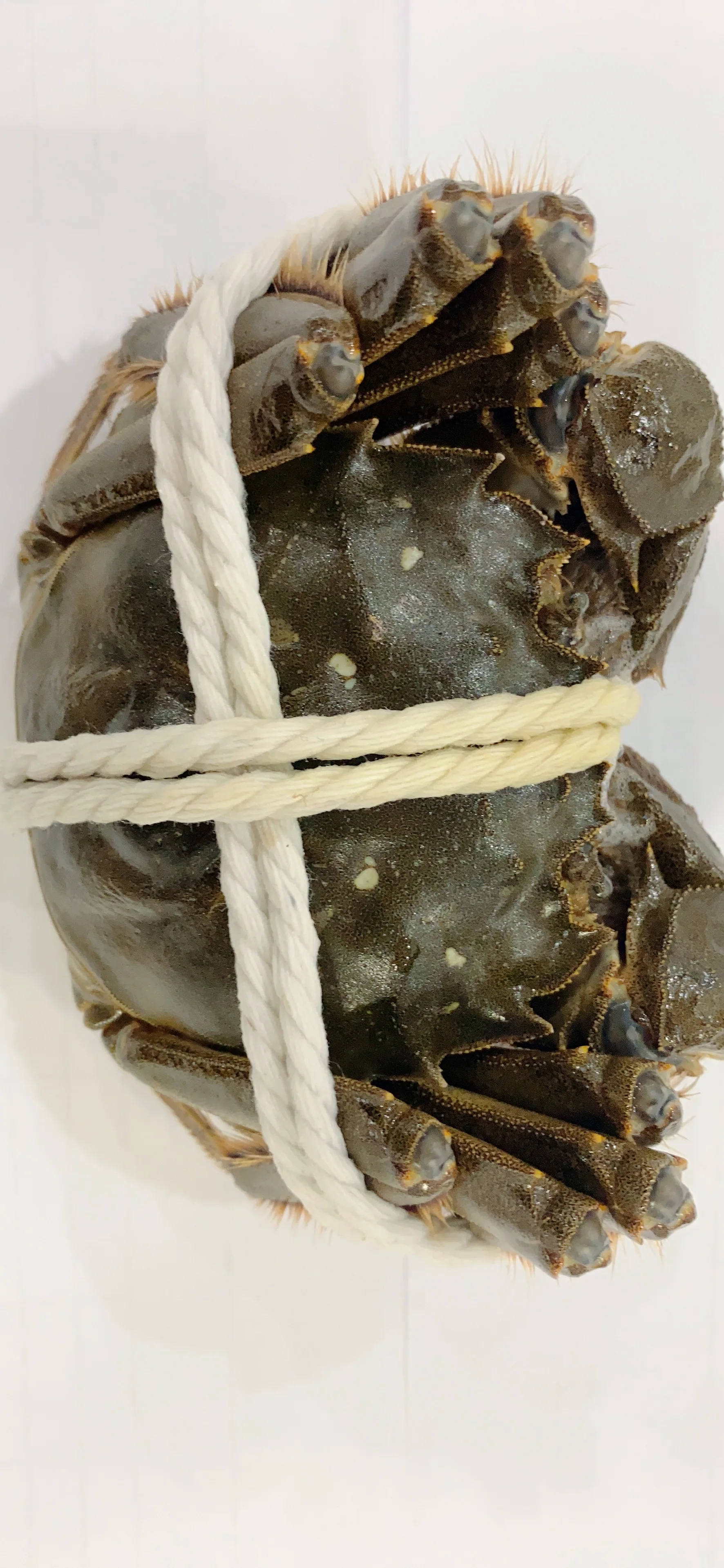 Legs King Style Crab Packaging Weight Shelf Muscle Origin Cutting Type Life Variety ISO Fresh Place Model HACCP Months HALAL