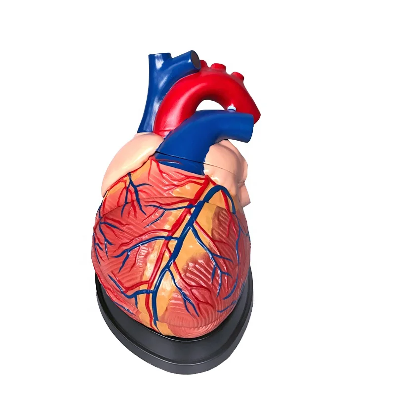 Medical science model Human Heart Model Anatomical enlarged 4 times Model for Science teaching and demonstration