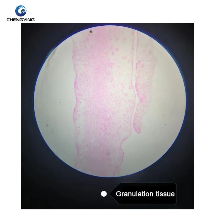 100 kinds of human microscope histology and embryo prepared slides