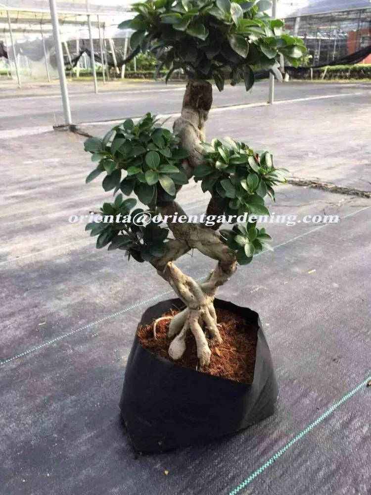 45cm bonsai tree indoor ficus ginseng microcarpa