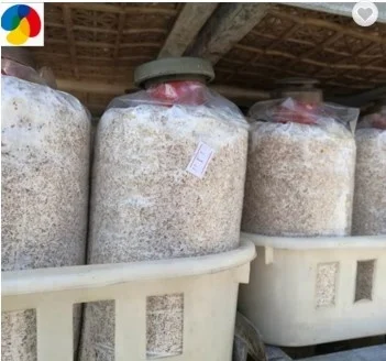 
QIHE oyster mushroom spawn price 
