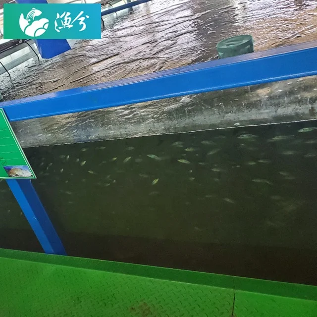 
Indoor fish farm / Intelligent Circulating Water Aquaculture Monitoring System 