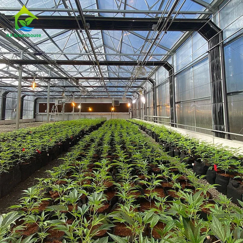 
Medical Plant Growing Fully Auto Blackout Shading Polycarbonate Greenhouse 