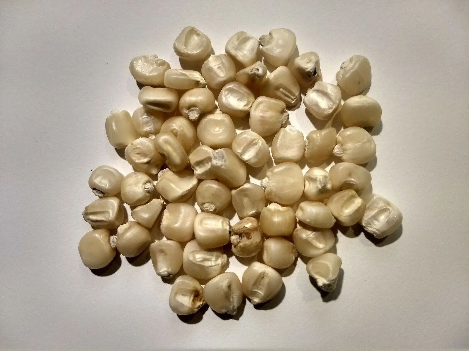 Кукуруза без ГМО для употребления человеком