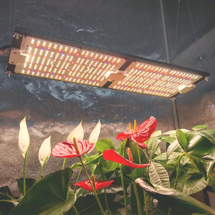 Fast Delivery Lm301h 240W Grow Light Board Full Spectrum Lm281b 660nm Red Coverage 3*3 Tent Led Grow 240W Uv Ir