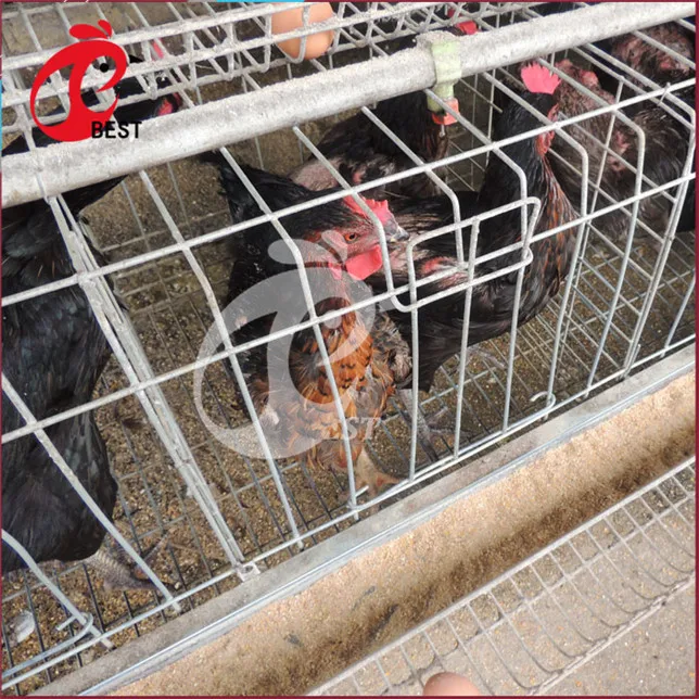 Poultry Chicken A Type Layer Cage For Sale In Philippines