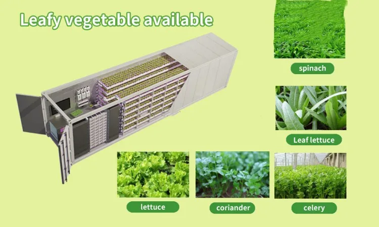 container plant (7).jpg