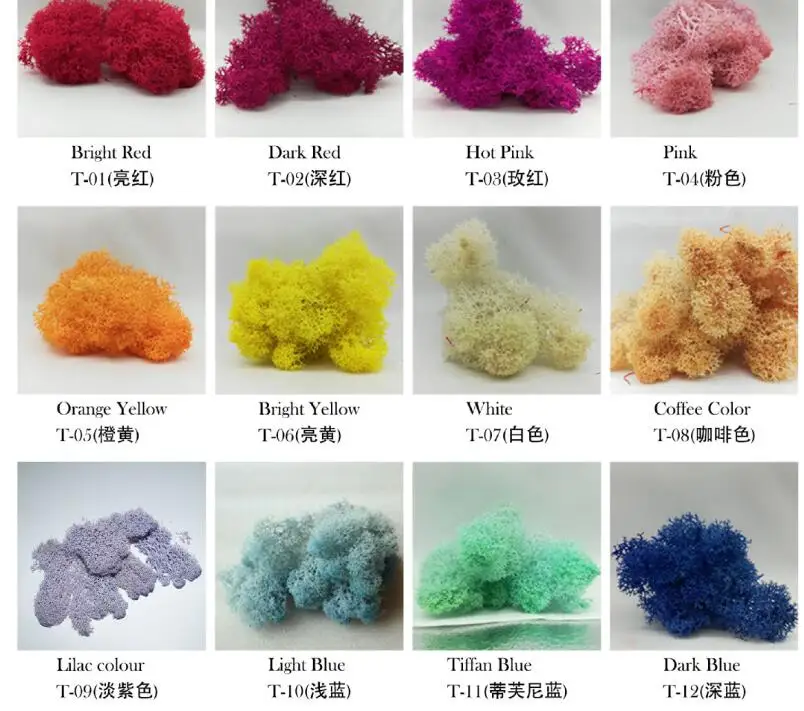 Reindeer Moss Wall Decoration Preserved Floral Decorative Moss Eternal Natural Preserved Moss