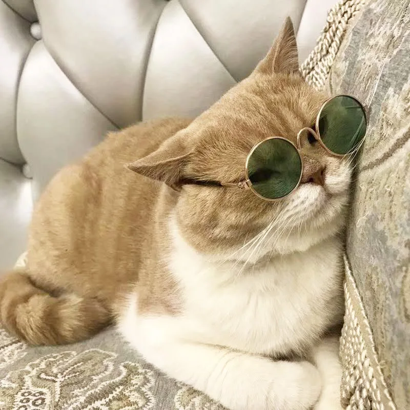Pet Cat Dog Sunglasses Glasses Eyewear Cool Grooming Photos  Pet Accessories