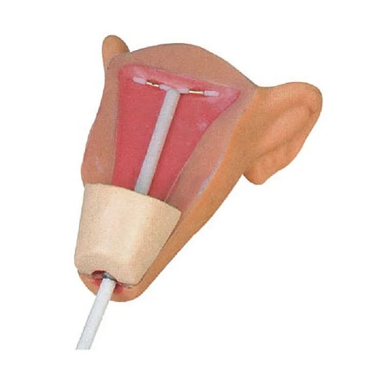 PRO-B3-III Factory Hot Sale Advanced intrauterine contraceptive device training model