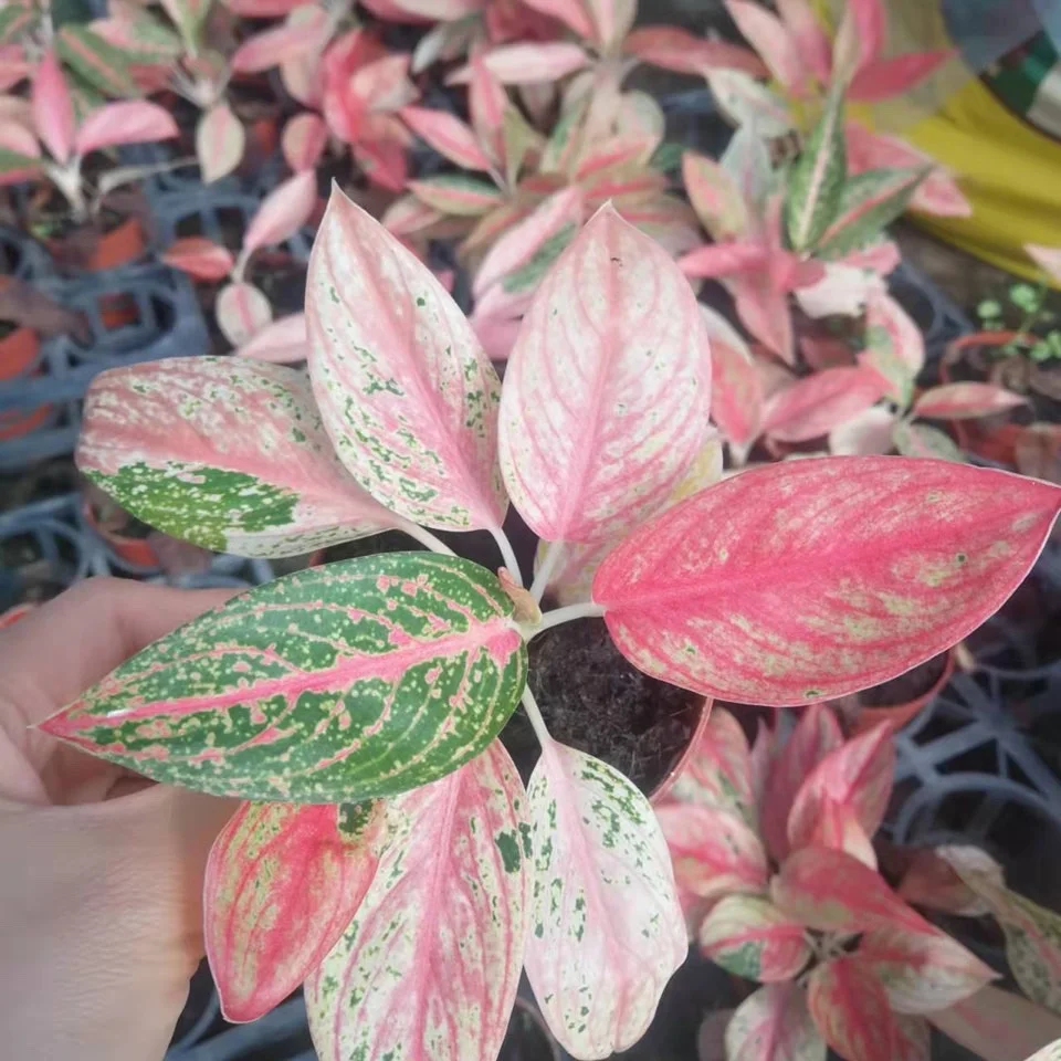 Aglaonema Venus green mix red artificial plant indoor plant Calathea ins