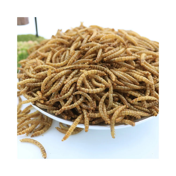 Wholesale Dried Mealworm Edible Insects Dry Maggot Fish Feed Bird Feed Meal Worm